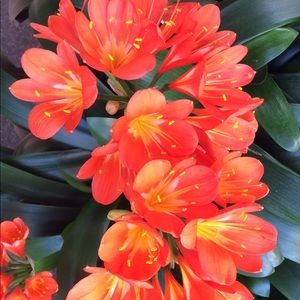 Meet your Posher, Arlene